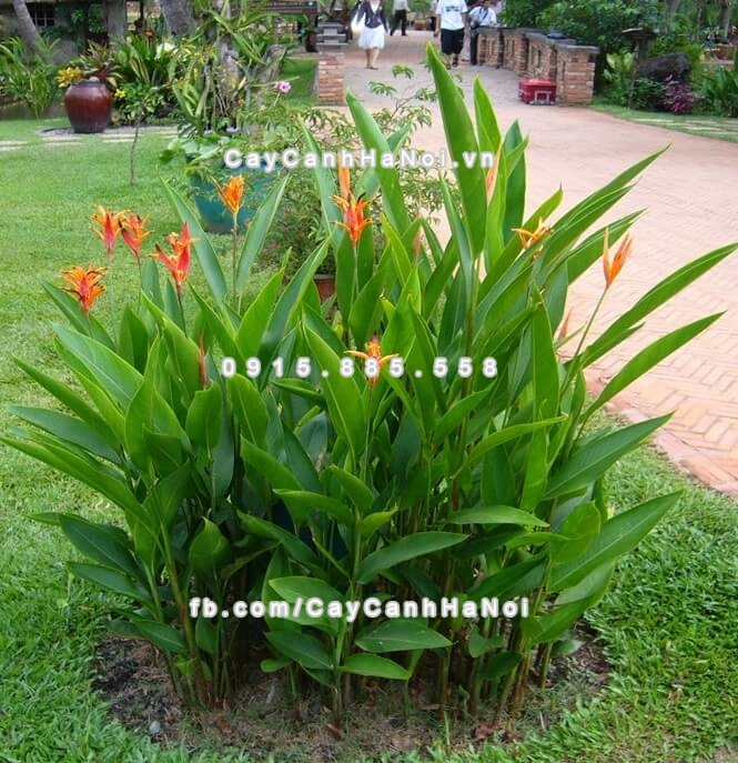 Thiên Điểu phù hợp với những khu vực ban công khô nóng quanh năm