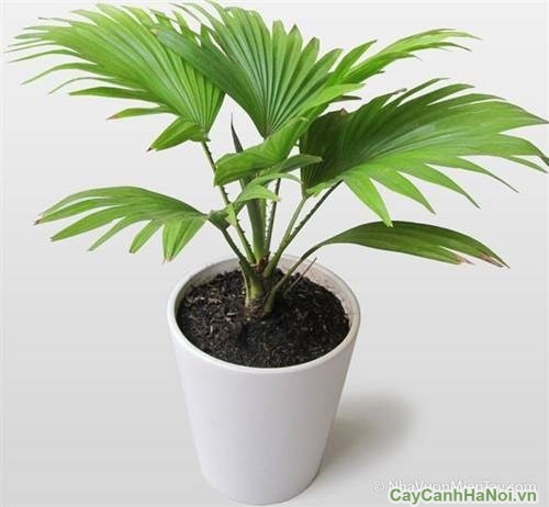 Cọ Nhật thích nghi tốt với nắng trực tiếp