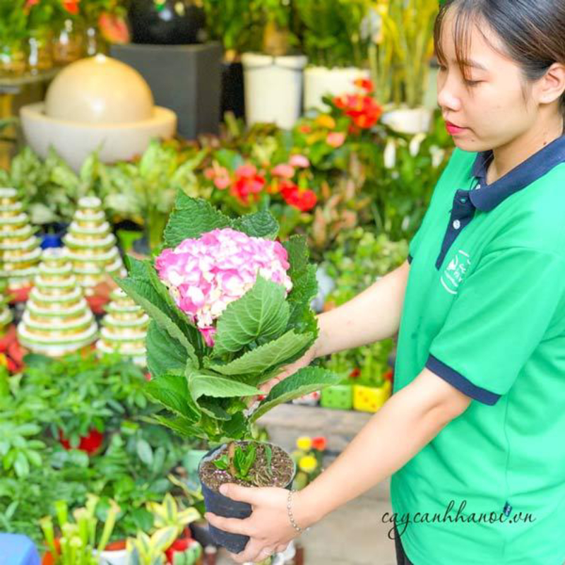 Cẩm tú cầu nhiệt đới được chọn trồng ở ban công