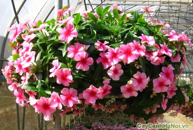 Hoa dừa cạn có nhiều màu sắc sặc sỡ