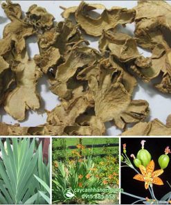 Cây xạ can trồng làm dược liệu