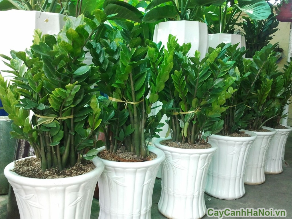 Kim tiền phát triển bền vững trong môi trường ánh sáng yếu và kín gió