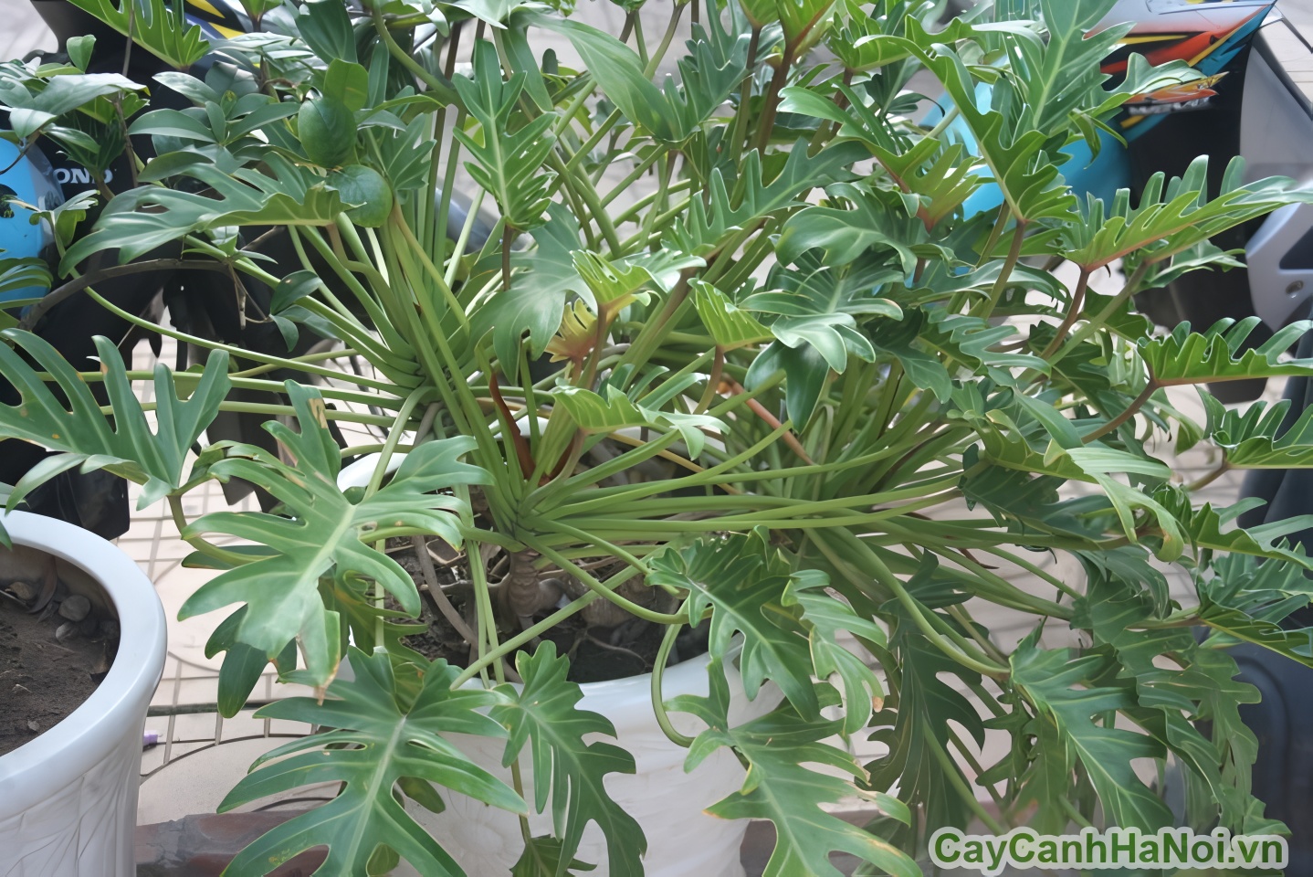 Cây trầu bà thanh xuân tạo điểm nhấn tự nhiên nổi bật