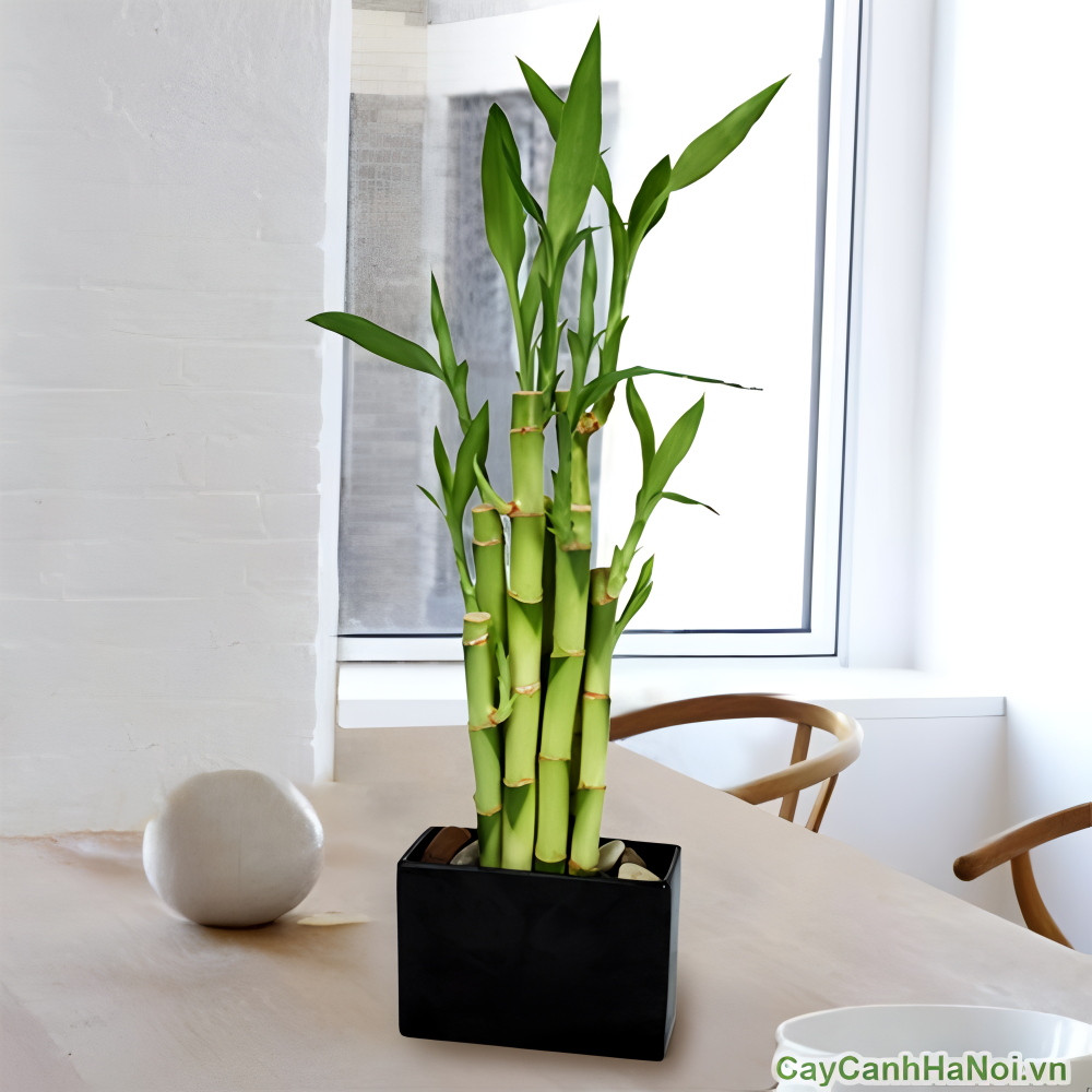 Cây phát lộc tượng trưng cho con đường tài lộc dồi dào
