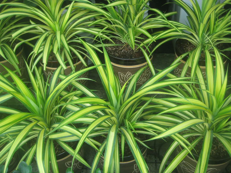 Trúc phát tài phù hợp với môi trường văn phòng