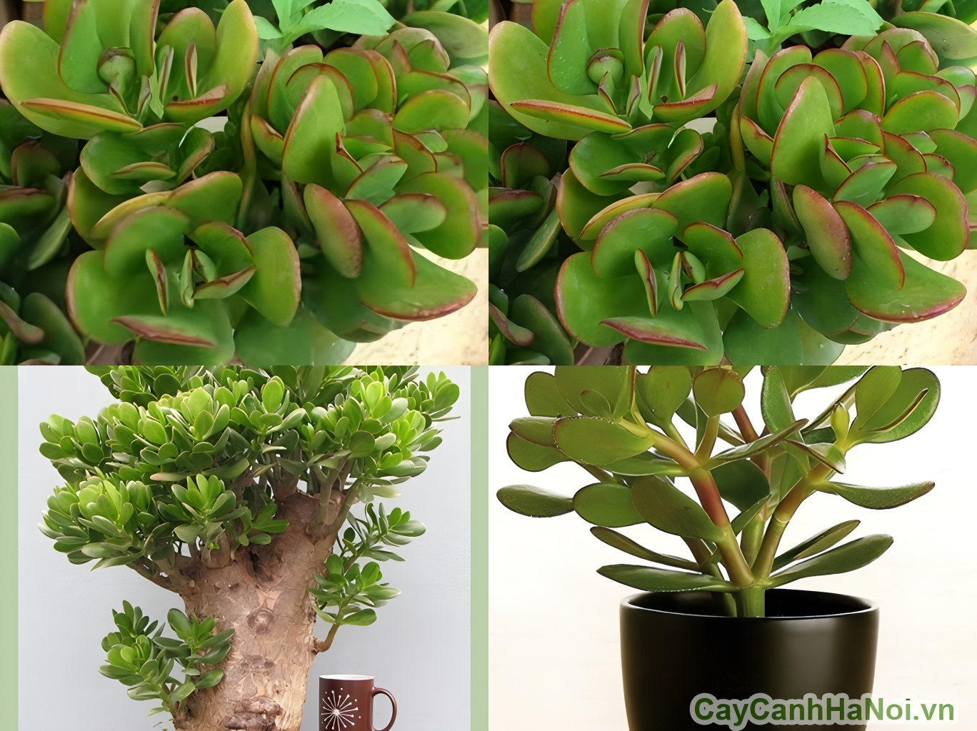 Cây ngọc bích có thể duy trì màu lá xanh quanh năm