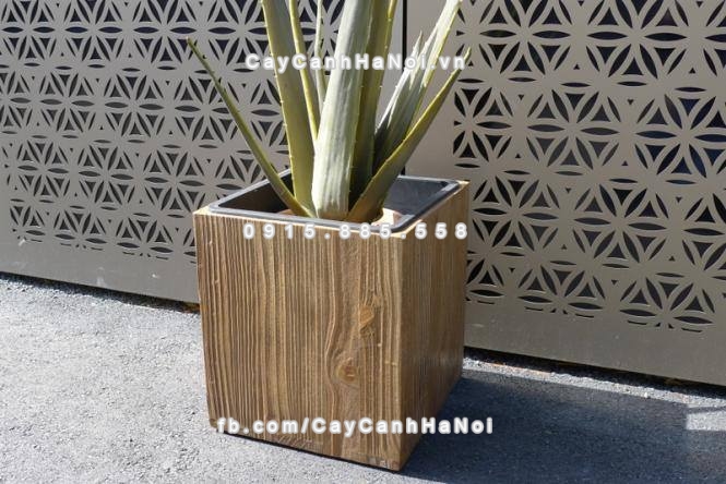 Người trồng cây cảnh cần cân nhắc sự khác biệt giữa các chất liệu chậu