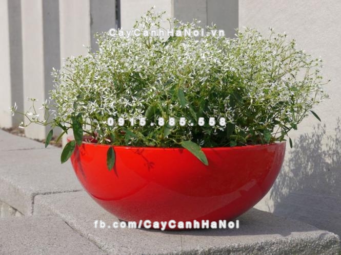 Nên thay chậu cho cây cảnh định kỳ