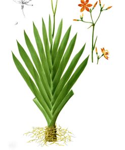 Đặc điểm thân cây xạ can