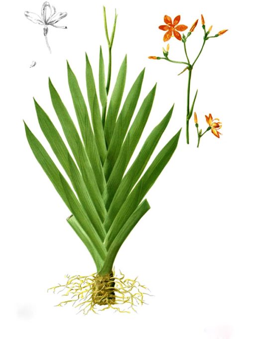 Đặc điểm thân cây xạ can