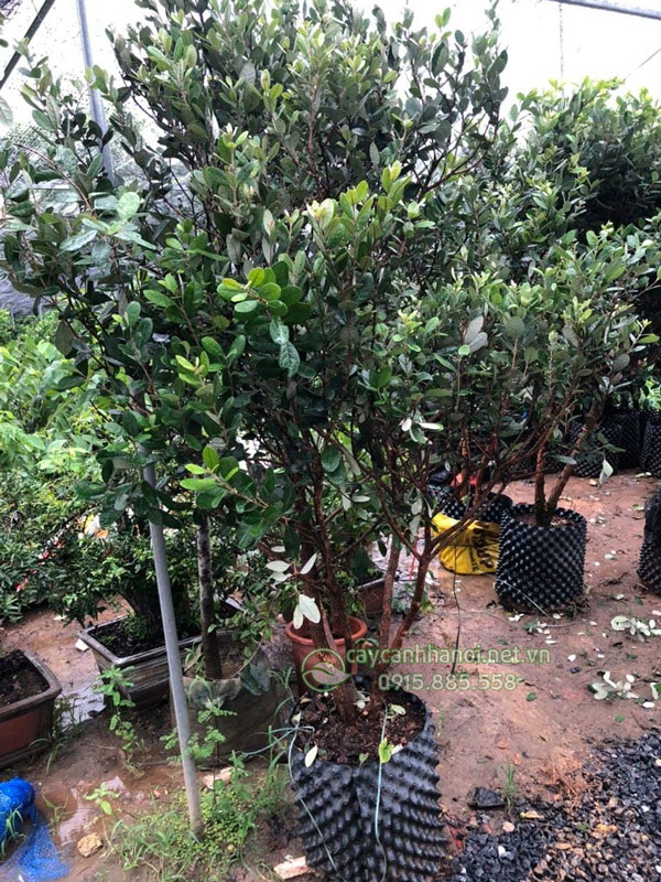giá bán cây ổi dứa Newzead tùy thuộc vào kích thước