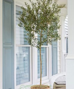 Arbequina là một giống ô liu có nguồn gốc từ vùng Catalonia, Tây Ban Nha.