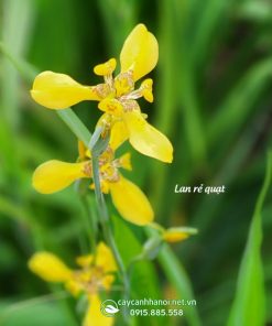 Hoa lan rẻ quạt
