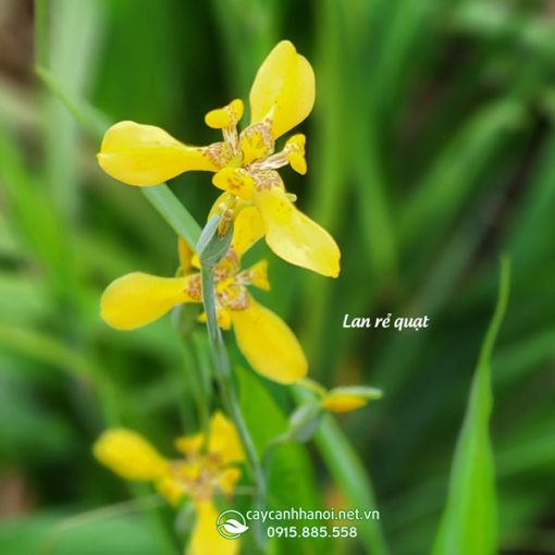 Hoa lan rẻ quạt