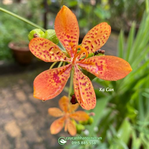 Hoa xạ can
