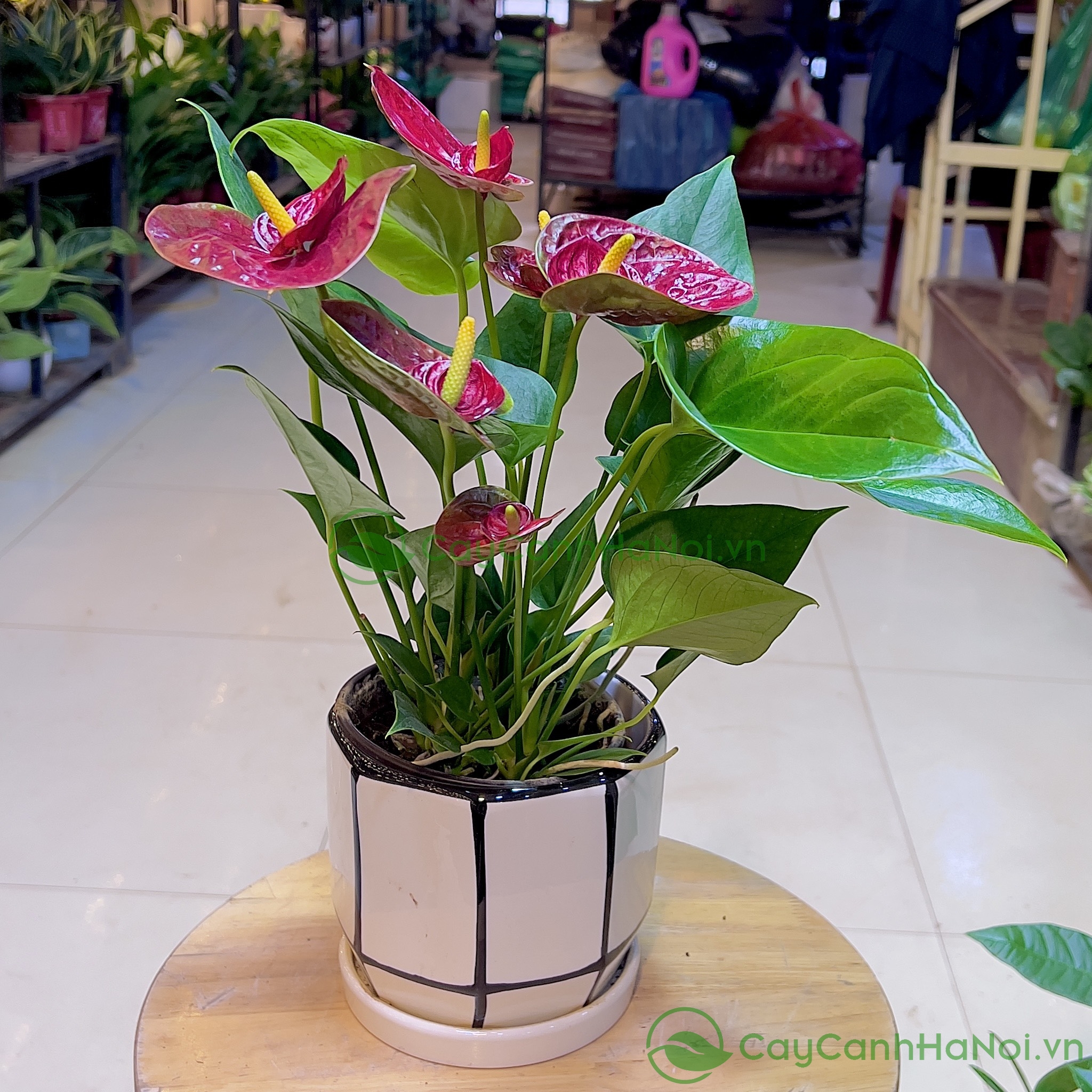Mệnh Hỏa nên chọn cây để bàn có màu đỏ, cam, hồng, tím