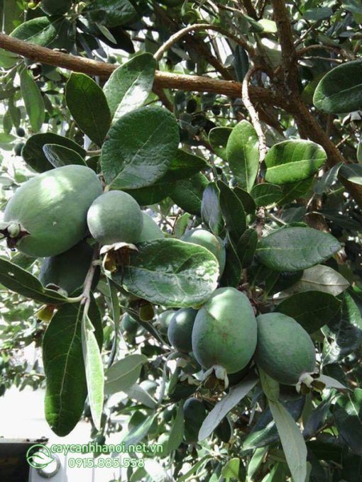 Hướng dẫn cách trồng và chăm sóc cây ổi dứa cho nhiều quả