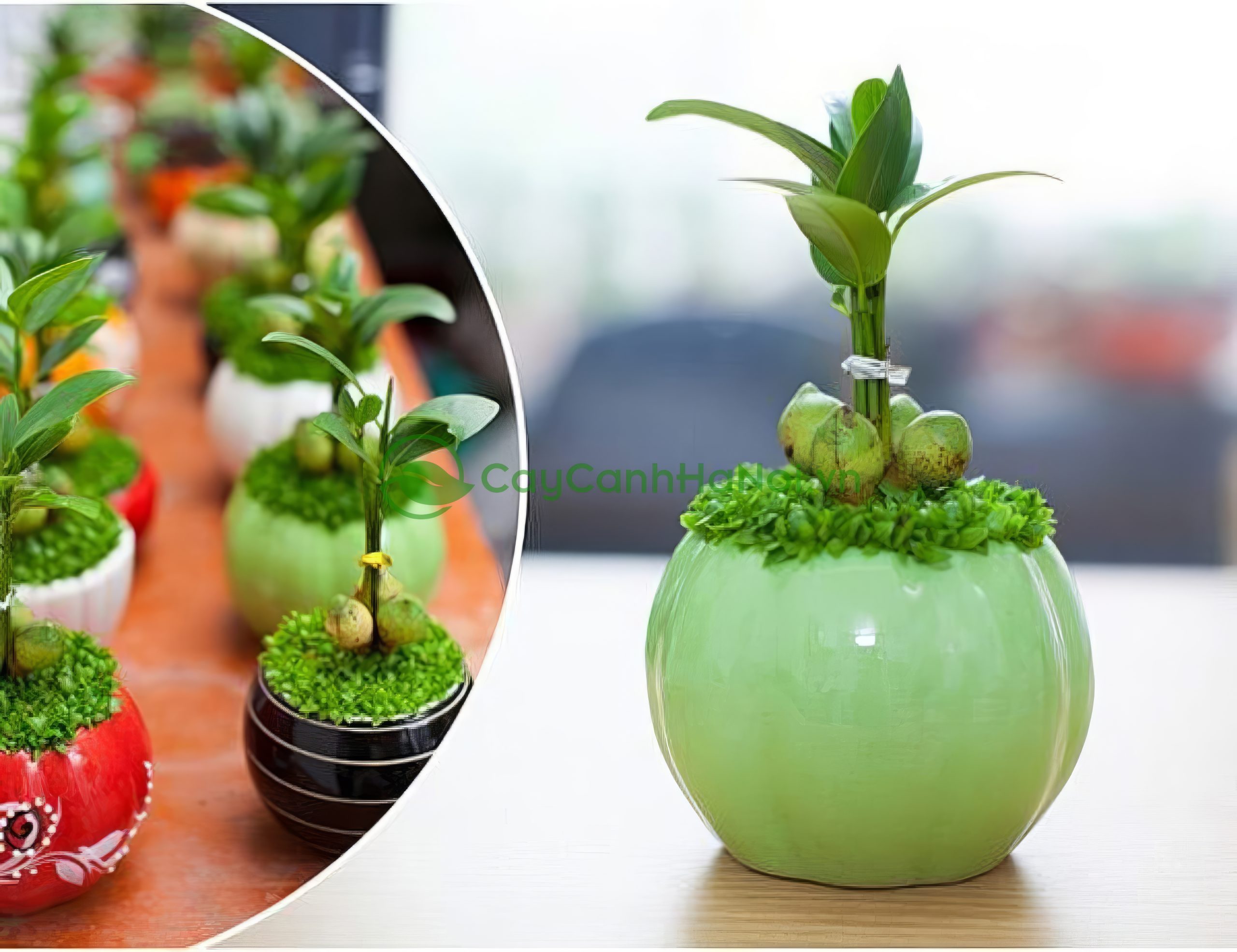 Cây Cảnh Hà Nội cung cấp nhiều mẫu cây cảnh để bàn theo từng mệnh