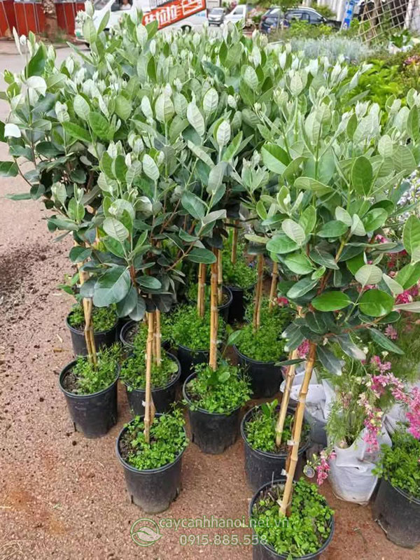 Mua cây ổi dứa Newzealand tại Hà Nội