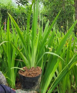 Thân cây lan rẻ quạt