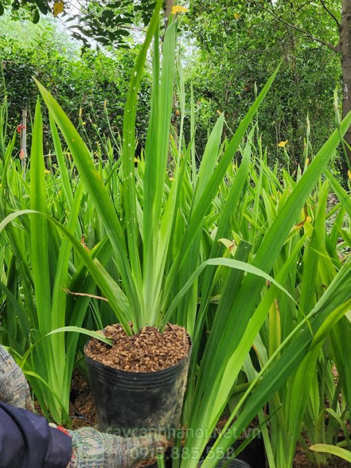 Thân cây lan rẻ quạt