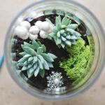 Terrarium thủy tinh