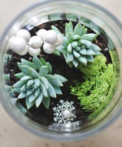 Terrarium thủy tinh