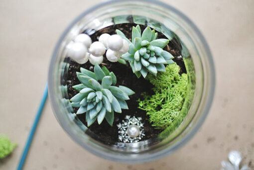 Terrarium thủy tinh