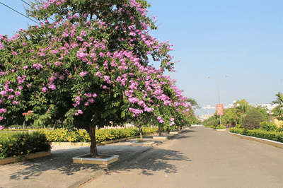 cây bằng lăng