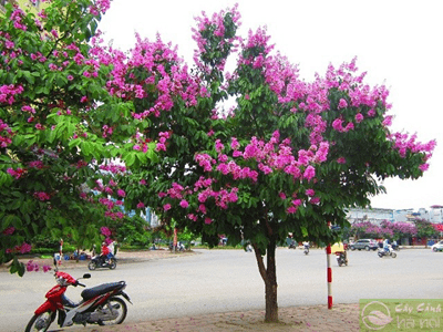 cây Bằng Lăng