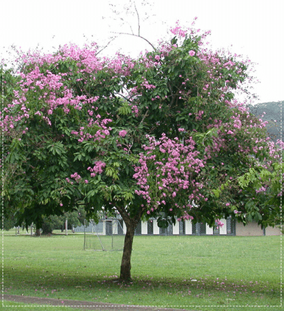 cây bằng lăng