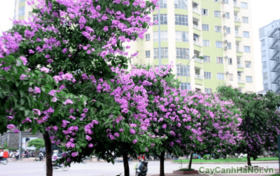 cây Bằng Lăng