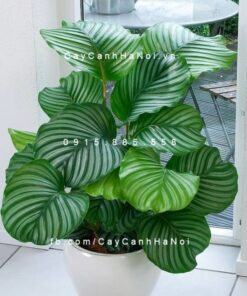 Cây dong táo lá tròn – Calathea fasciata