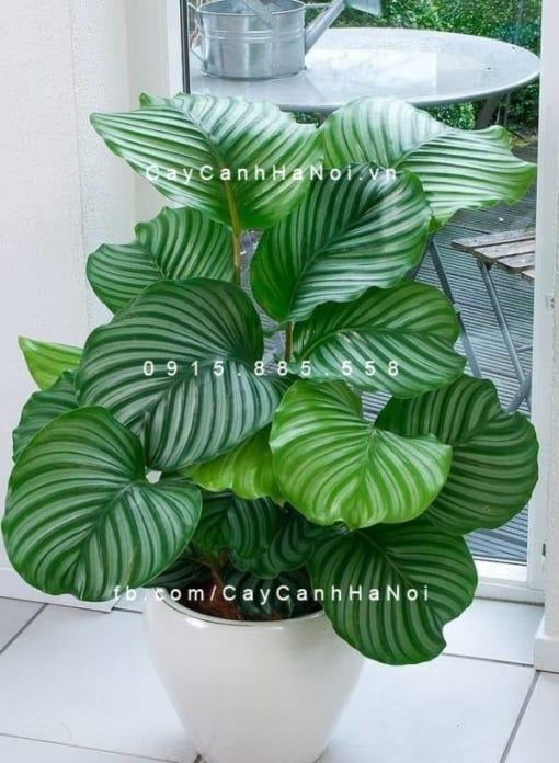 Cây dong táo lá tròn – Calathea fasciata