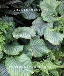 Cây dong táo lá tròn – Calathea fasciata