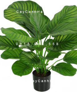 Cây dong táo lá tròn – Calathea fasciata