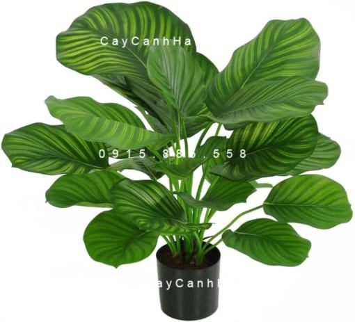 Cây dong táo lá tròn – Calathea fasciata