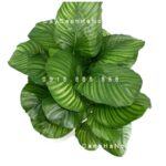 Cây dong táo lá tròn – Calathea fasciata