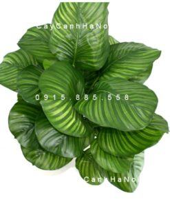 Cây dong táo lá tròn – Calathea fasciata