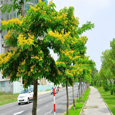 cây Giáng Hương