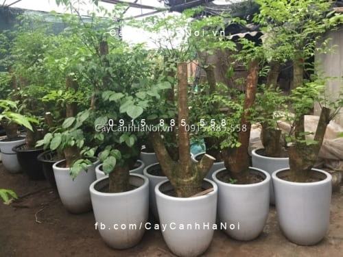 Cây Hạnh phúc, cách trồng và chăm sóc chuẩn nhất