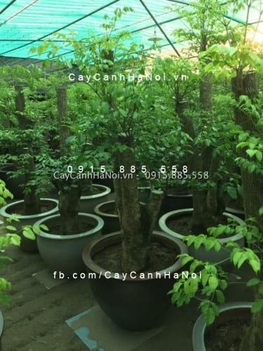 Cây Hạnh phúc, cách trồng và chăm sóc chuẩn nhất