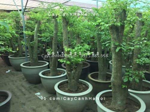 Cây Hạnh phúc, cách trồng và chăm sóc chuẩn nhất