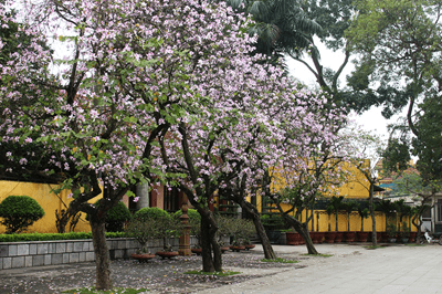 cây Hoa Ban Tây Bắc