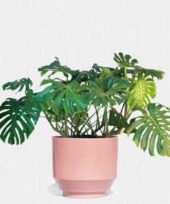 Cây Monstera deliciosa