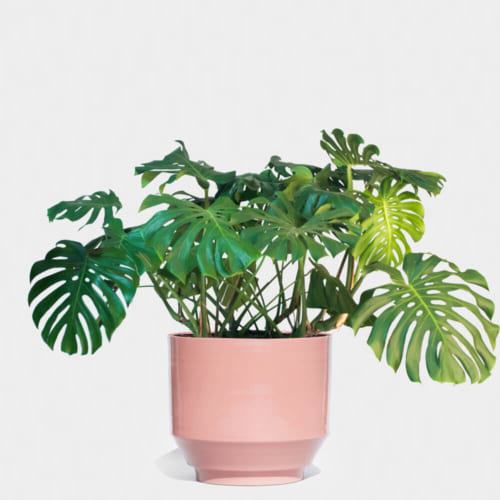 Cây Monstera deliciosa