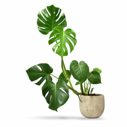 Cây Monstera deliciosa