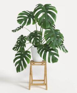 Cây Monstera deliciosa