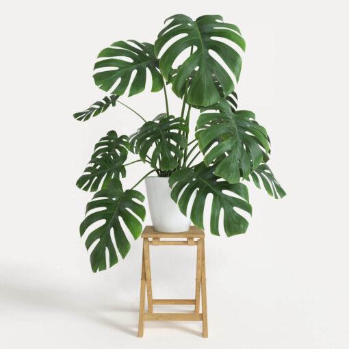 Cây Monstera deliciosa