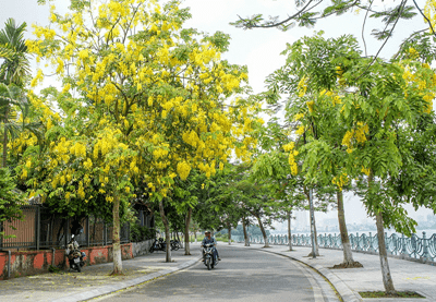 Cây Muồng Hoàng Yến